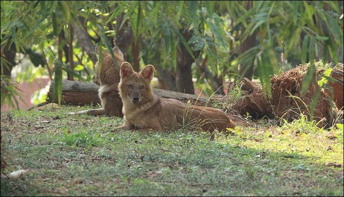 Researchers estimate range of movement of Asiatic wild dogs