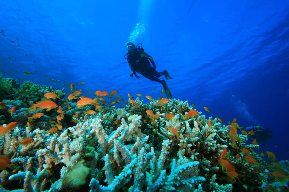 Diving in the reefs of Lakshadweep