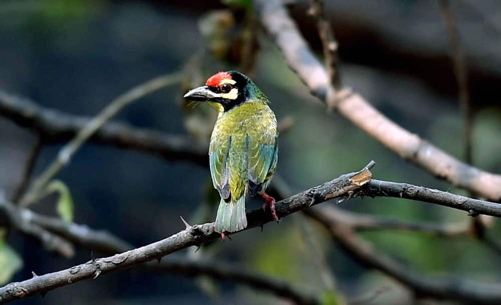 Coppersmith Barbet bird