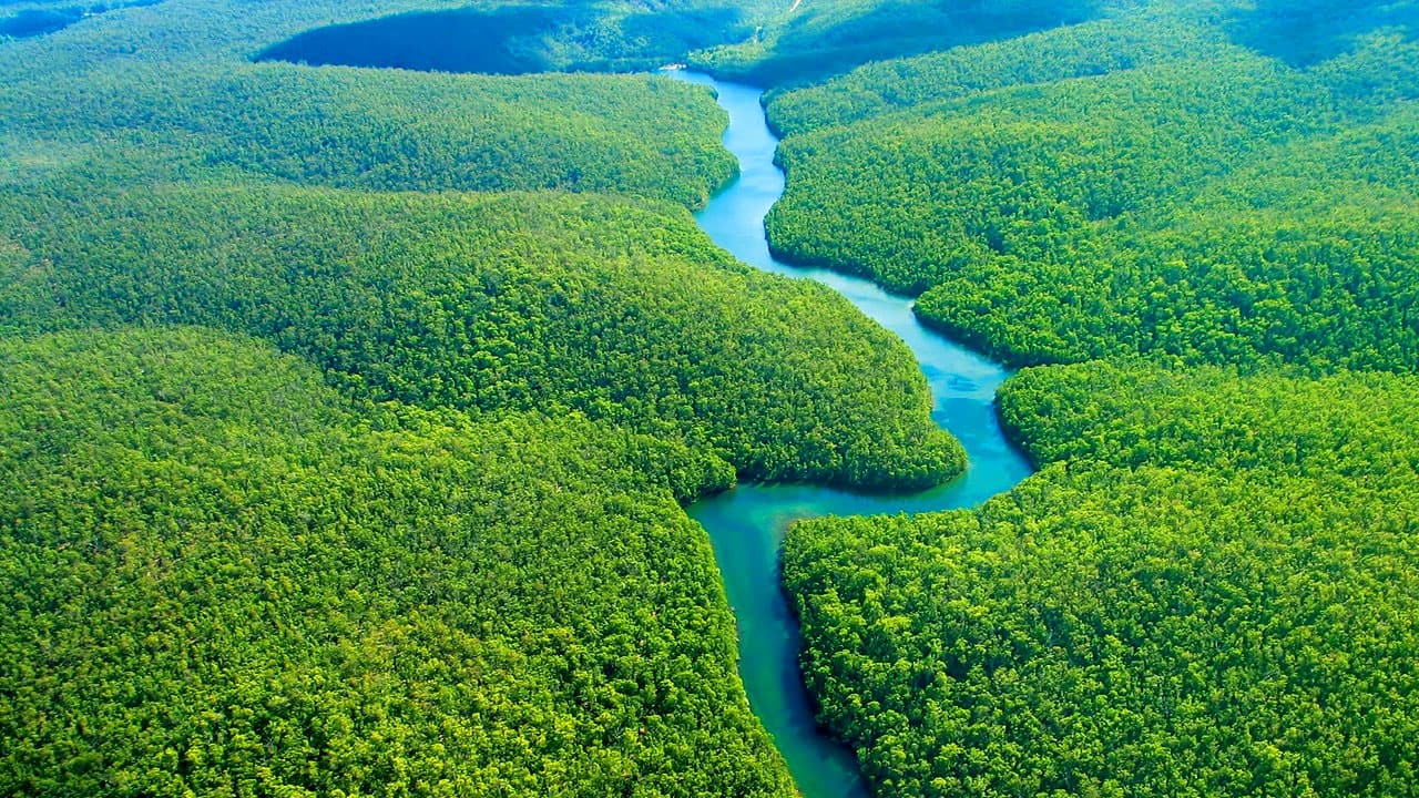 The Amazon Forests