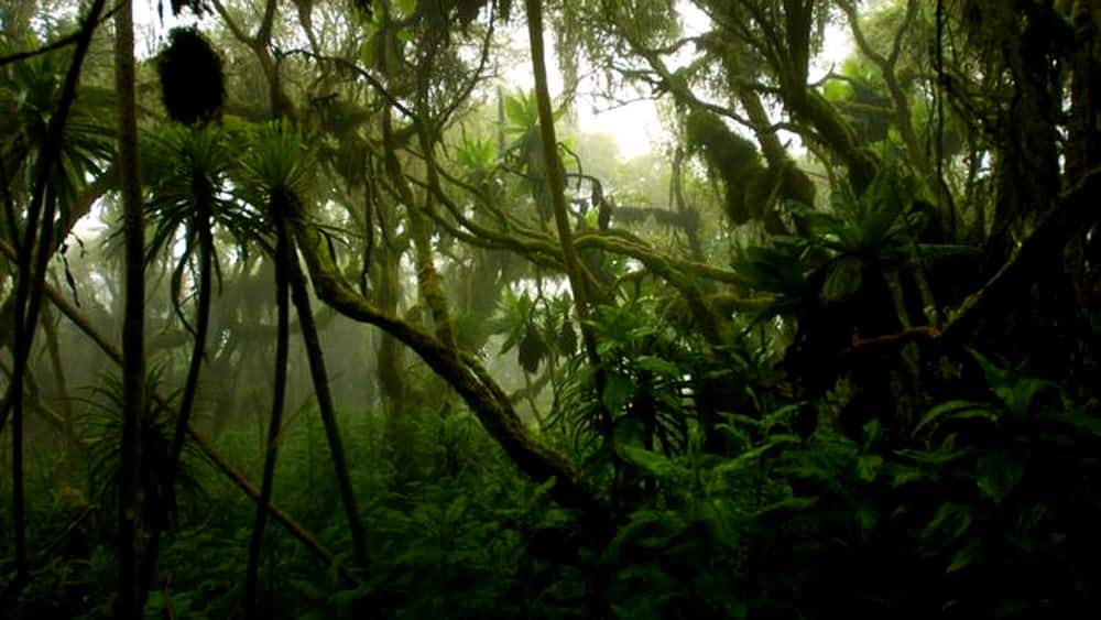 Congo RainForest