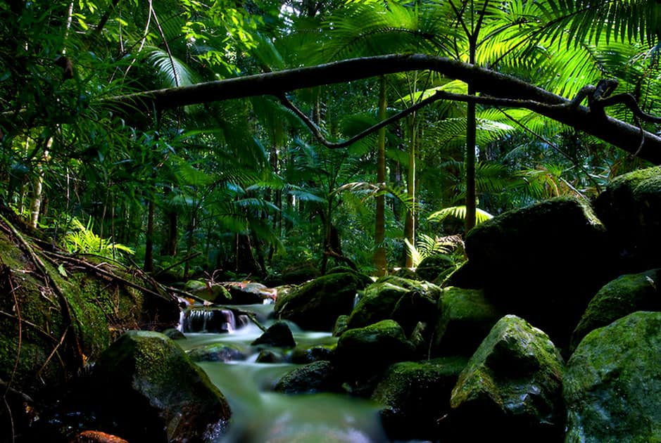 Daintree – Australia