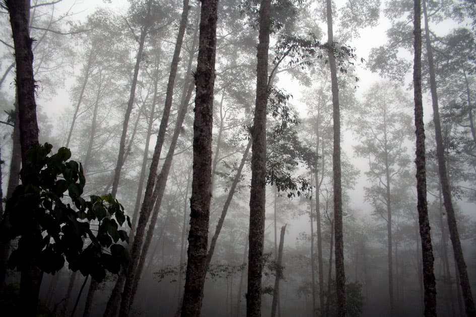 Ecuador Cloud Forest