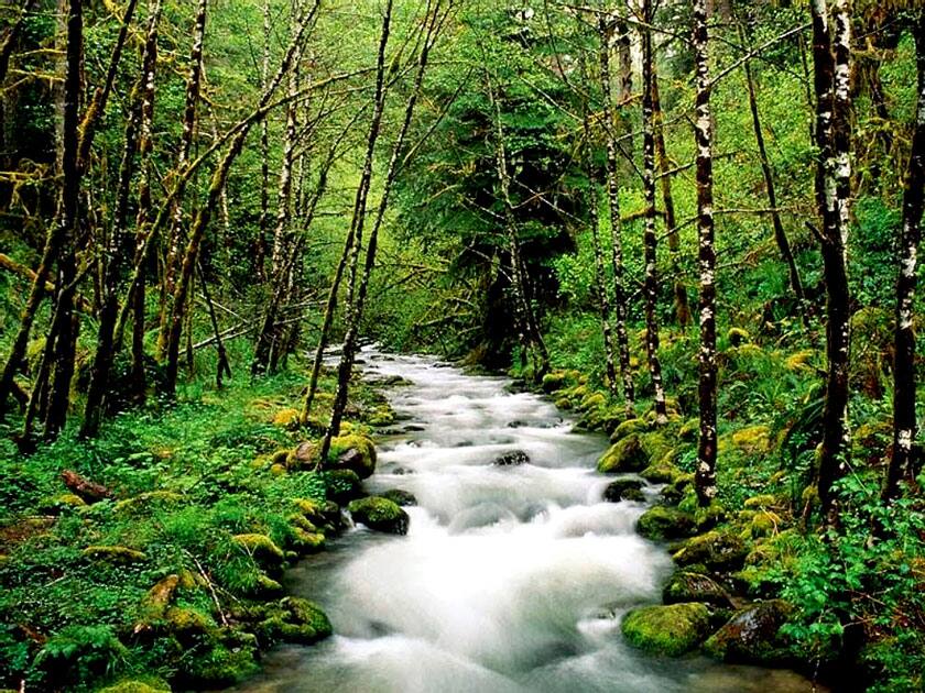 Sinharaja Forests – Srilanka