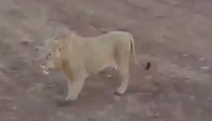 Video of three Lions roaming in Gujarat&#039;s Gigasan village in Amreli district