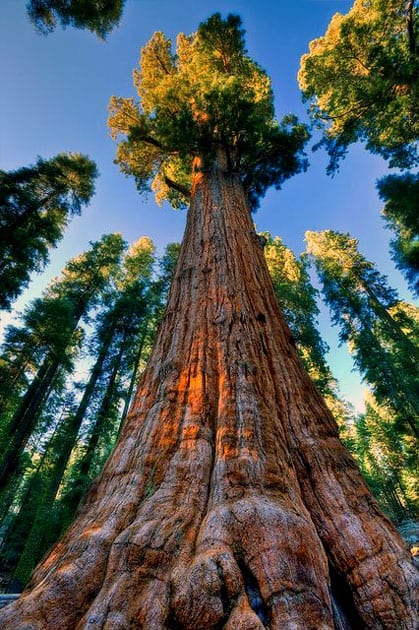 General Sherman – California, U.S.