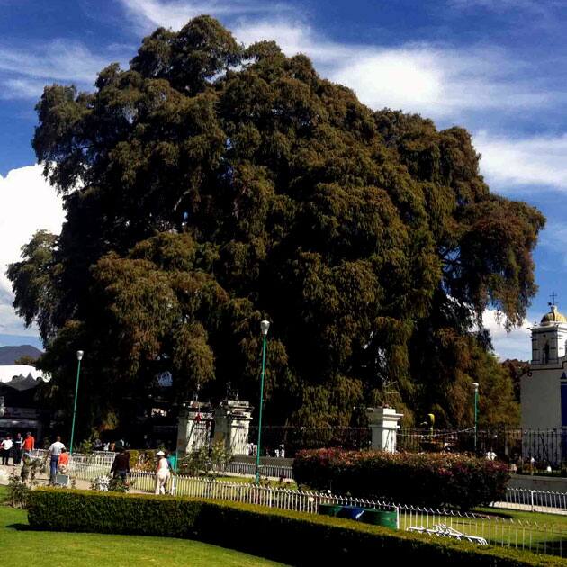 Arbol del Tule – Oaxaca, Mexico