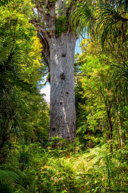 Tane Mahuta – Waipoua Forest, New Zealand