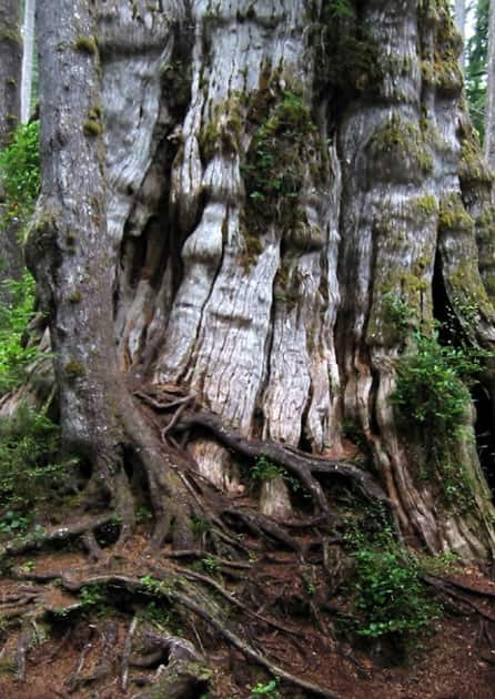 Quinault Lake Redcedar – Washington, United States