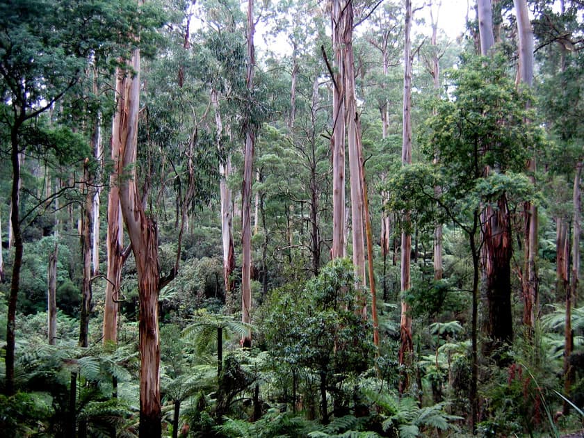 Eucalyptus Regnans – Australia