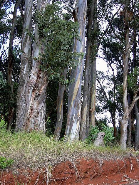 Rullah Longatyle (Strong Girl) – Tasmania, Australia