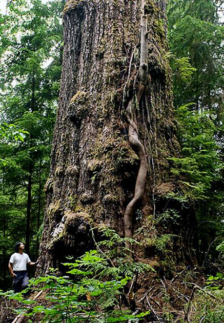 Red Creek Fir – British Columbia, Canada