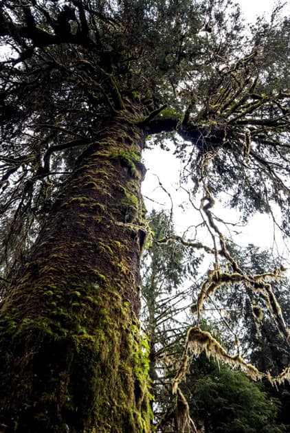 Queets River Spruce – Washington, U.S.