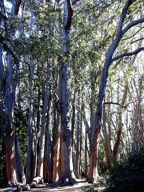 Gothmog – Tasmania, Australia