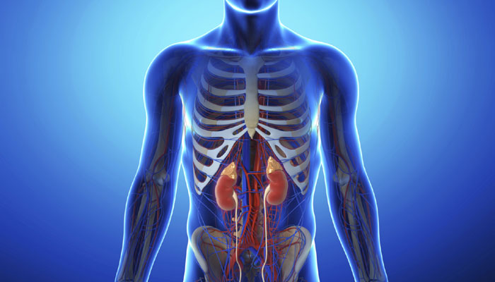 Chronic kidney disease: What you should not forget Chronic kidney disease: What you should not forget