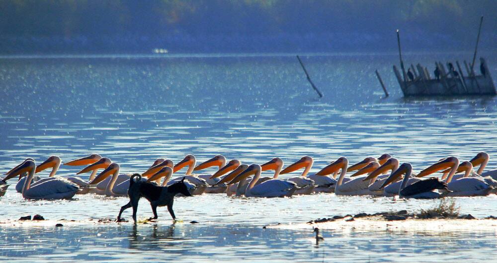 Pelicans at a lake in Jaipur