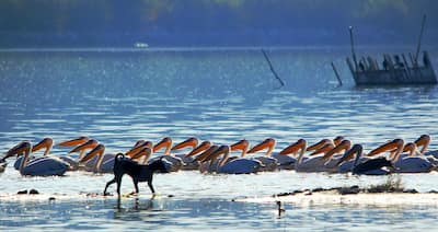 Pelicans at a lake in Jaipur