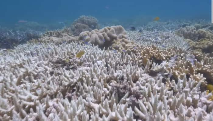 Great Barrier Reef suffers severe coral bleaching for second year in a row