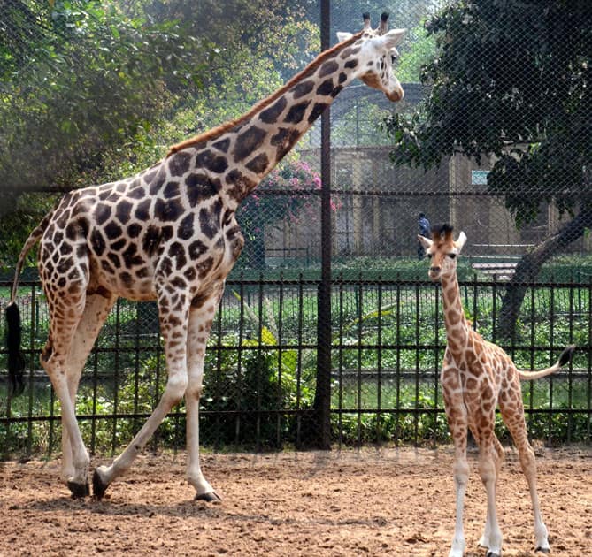 Giraffe Lakshmi with her new born baby