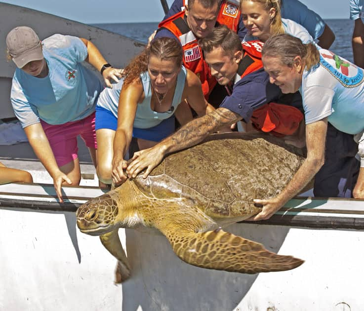 Turtle Hospital and U.S. Coast Guard