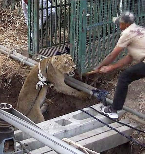 Asiatic lion cub falls in well