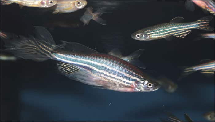 Eyes of Zebra fish may help unveil cure for human blindness, say