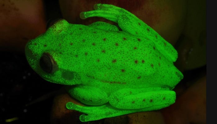 Discovered -  World’s first fluorescent frogs found in Amazon basin (See pic)