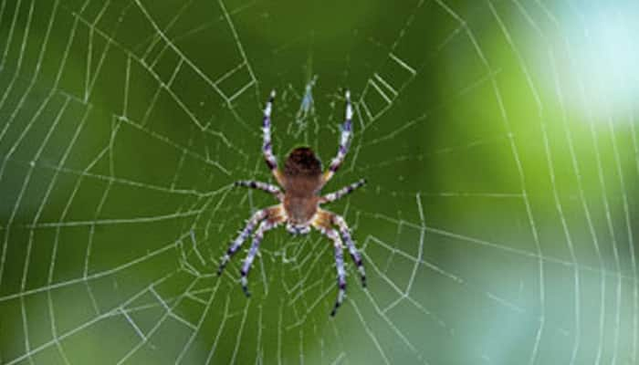 Spiders beat humans, whales by consuming upto 800 million tones of prey each year