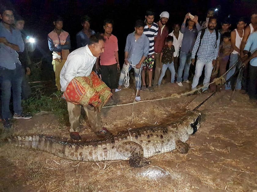 Crocodile rescued in Vadodara