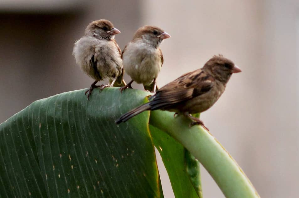 World Sparrow Day in Guwahati