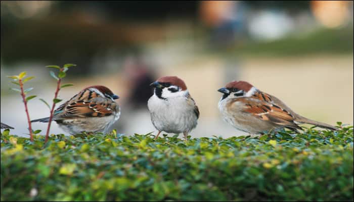 World Sparrow Day: &#039;Mindless urbanisation&#039;, lack of emotional connect has threatened sparrow population