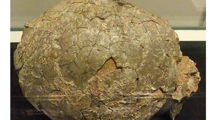 Chinese police arrest dinosaur-egg bandit