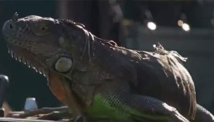 Iguana invasion stops tennis match at Miami Open — WATCH