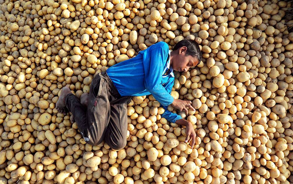 A boy sleeps on a heap of potato A boy sleeps on a heap of potato
