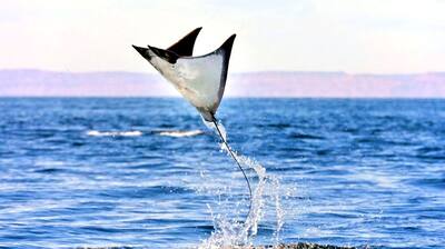 Mobula Ray