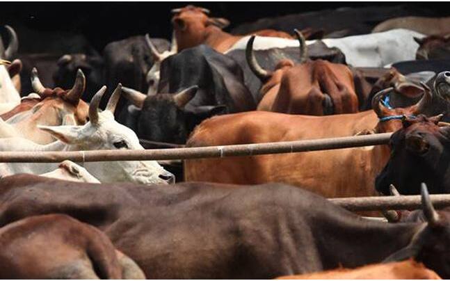 Action on slaughterhouses: Yogi Adityanath govt enforcing laws that existed for years but nobody cared