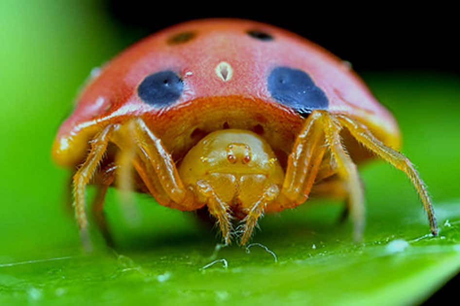 Orange tortoise spider