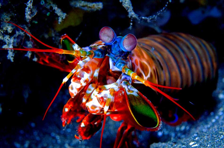 Mantis Shrimp