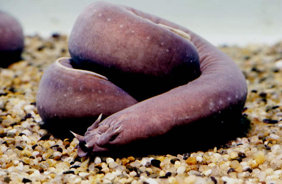 Hagfish