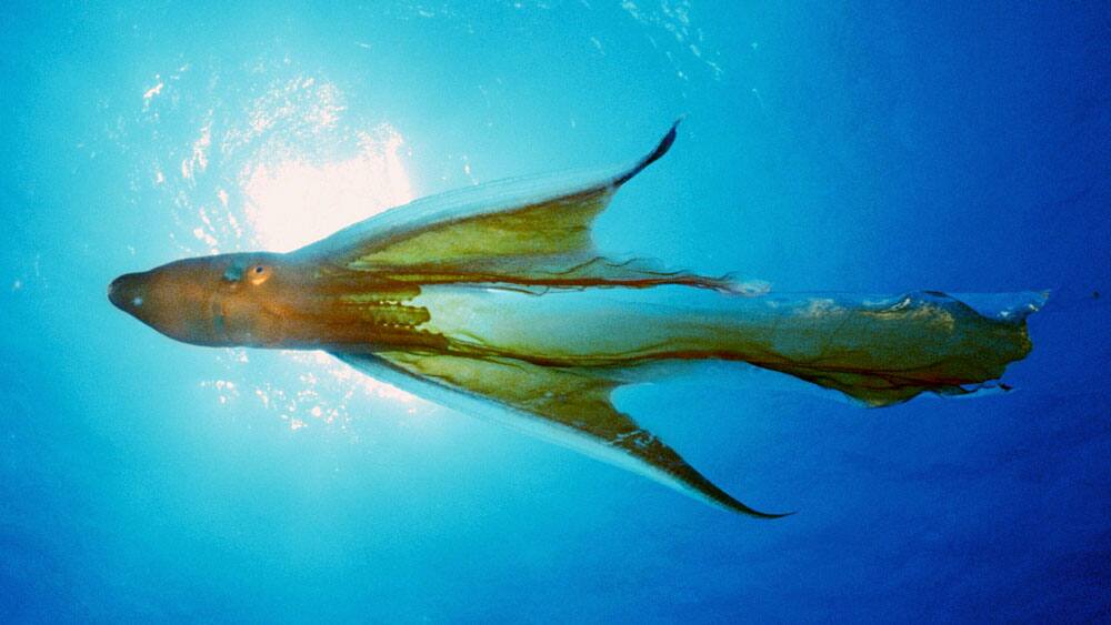 Blanket Octopus