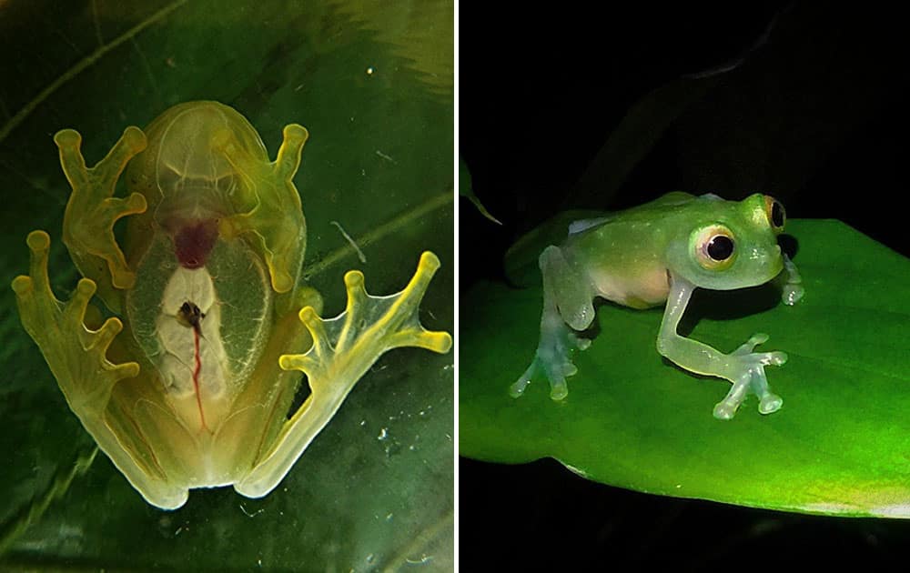 Bare Hearted Glass Frog