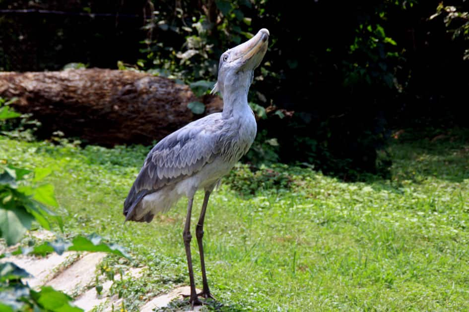 Shoebill