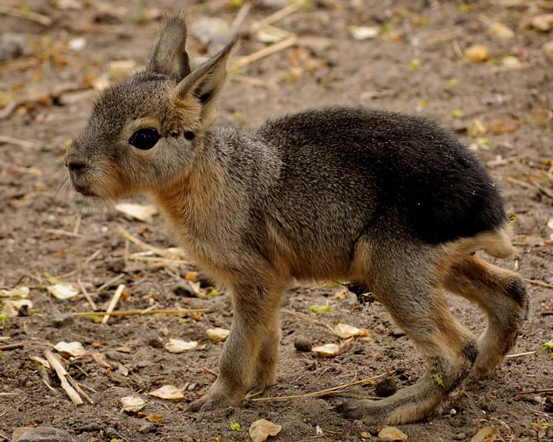 Patagonian Mara