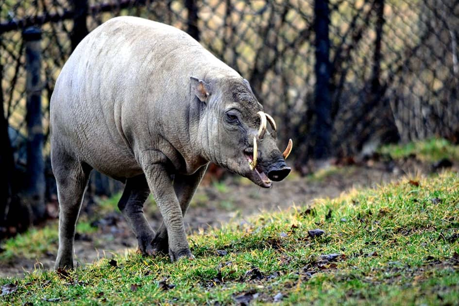 Babirusa