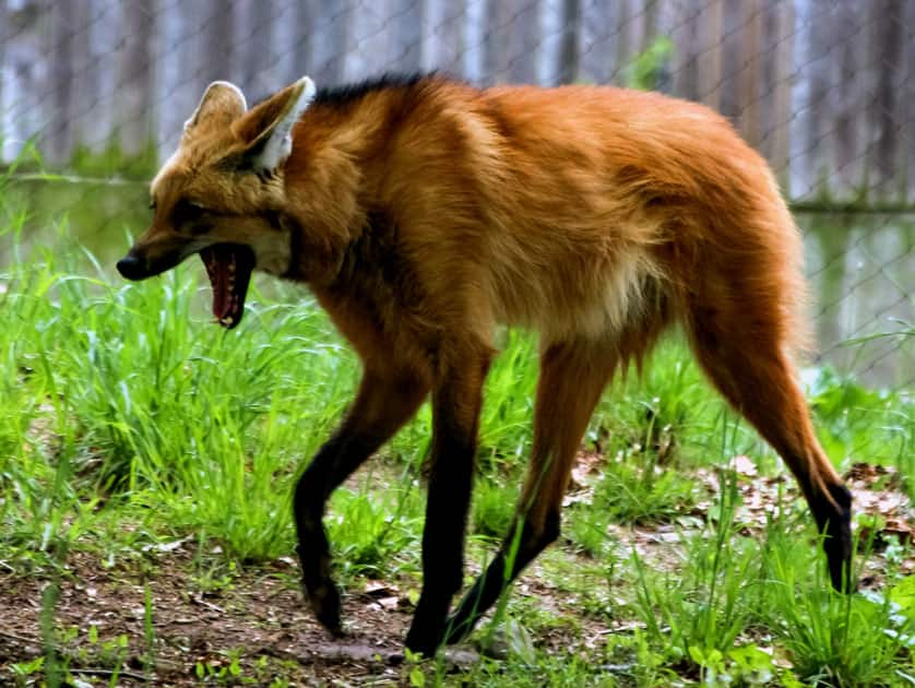 The Maned Wolf