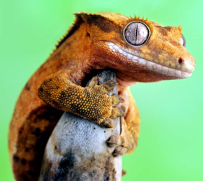 Crested gecko