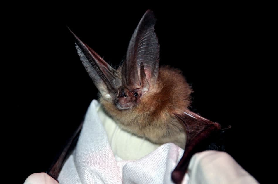 New Guinea big-eared bat