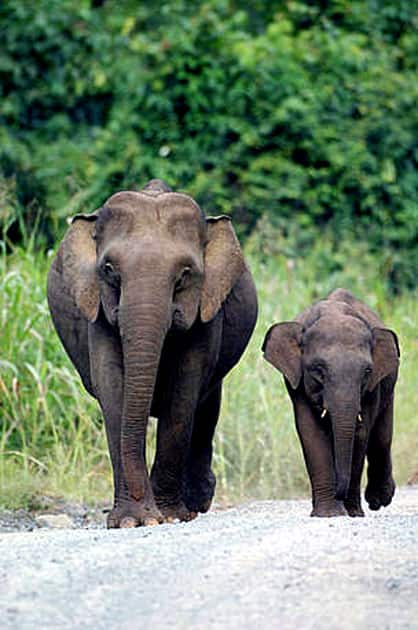 Javan elephant