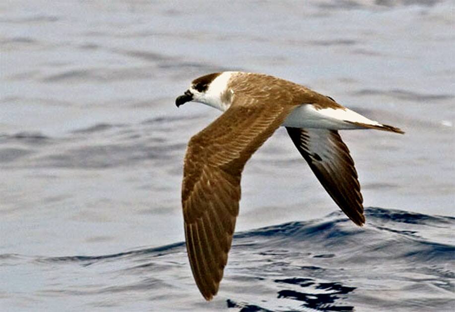 Bermuda petrel