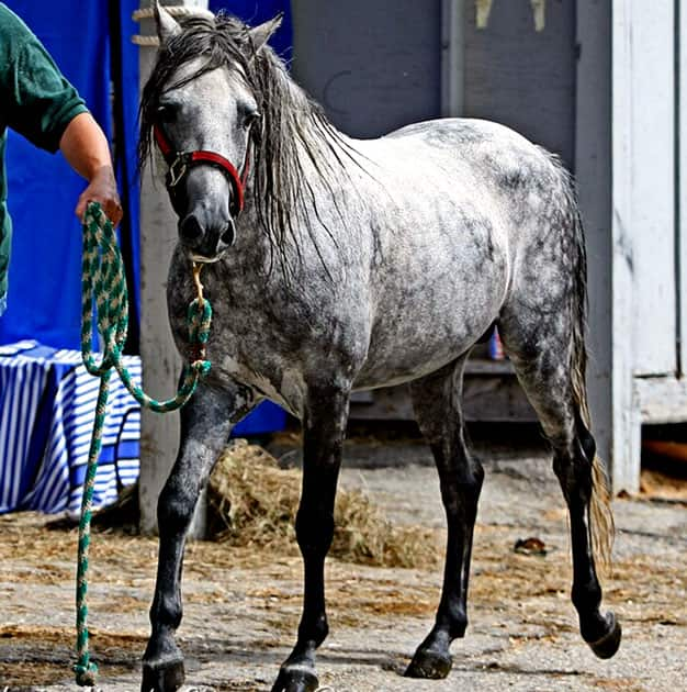 Caspian horse